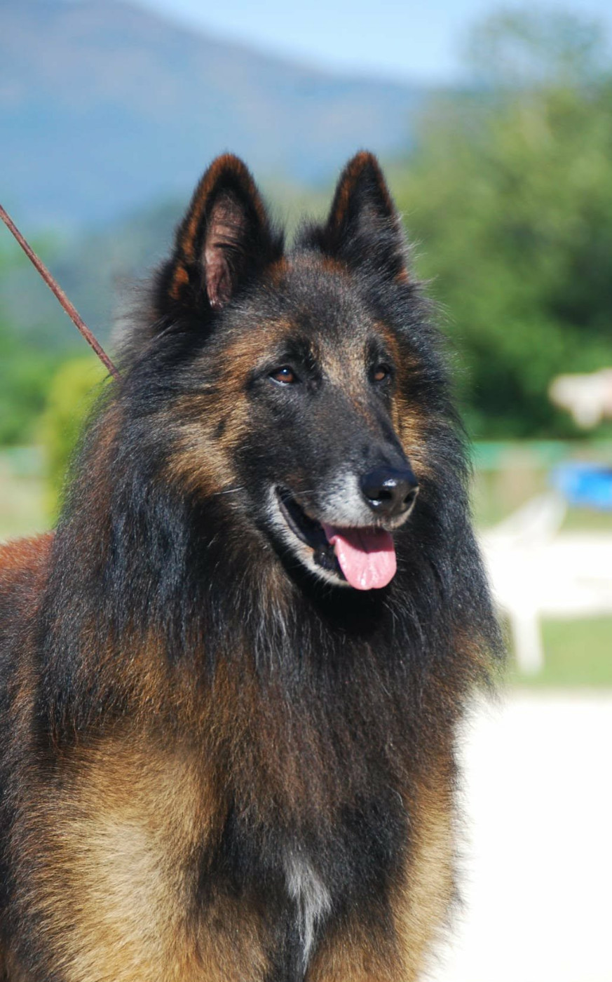 CH. Obiwan kenobi Des Légendes Du Menhir