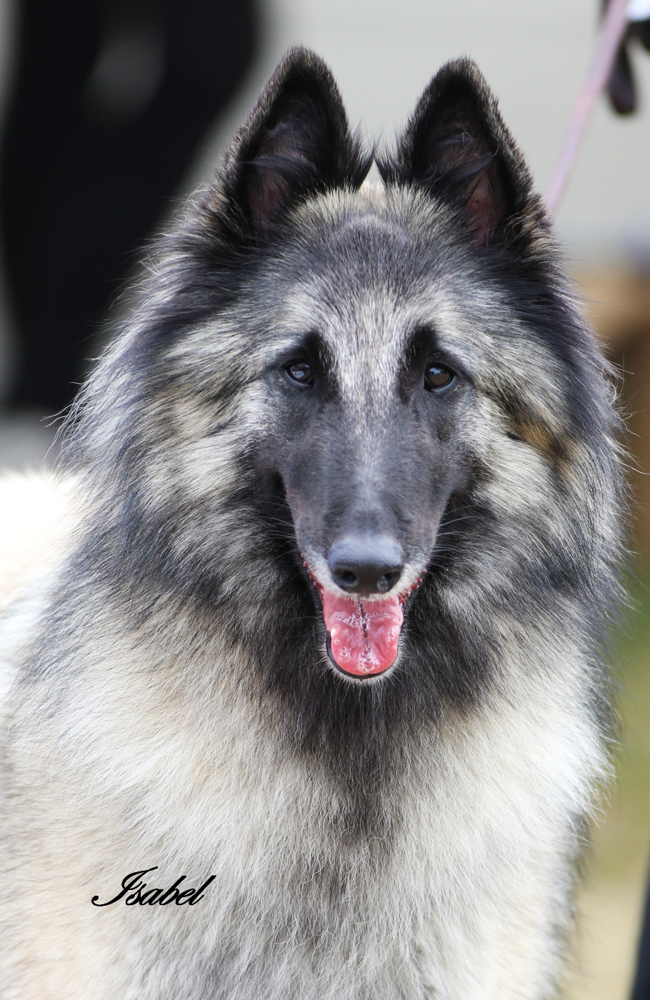 CH. Shana Des Crinieres Aux Vents