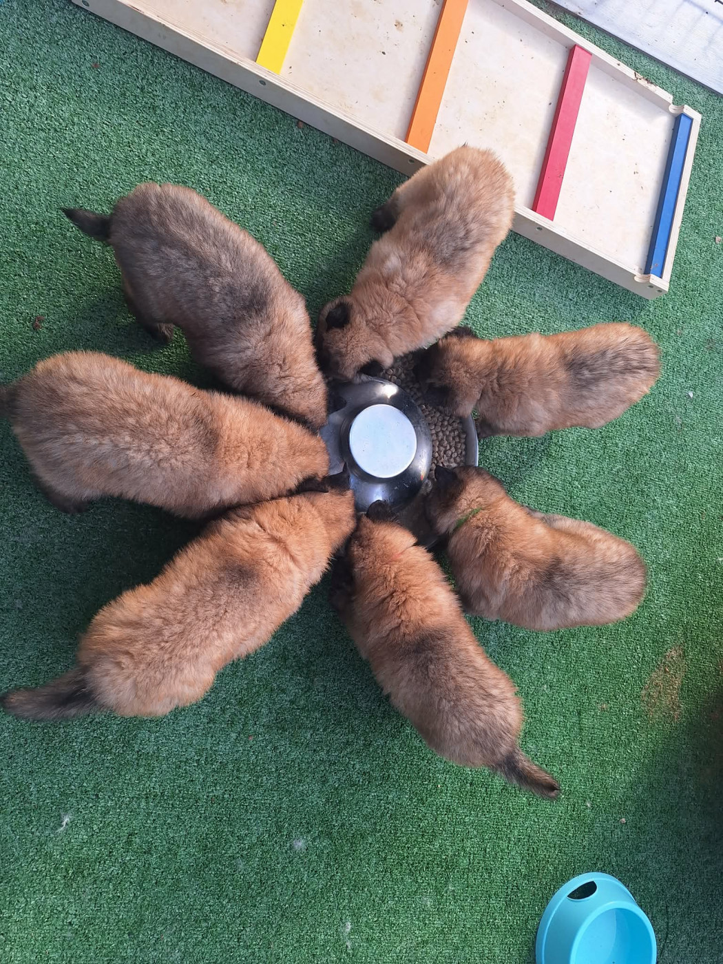 Chiot Berger Belge Des Gardiens Des Druides