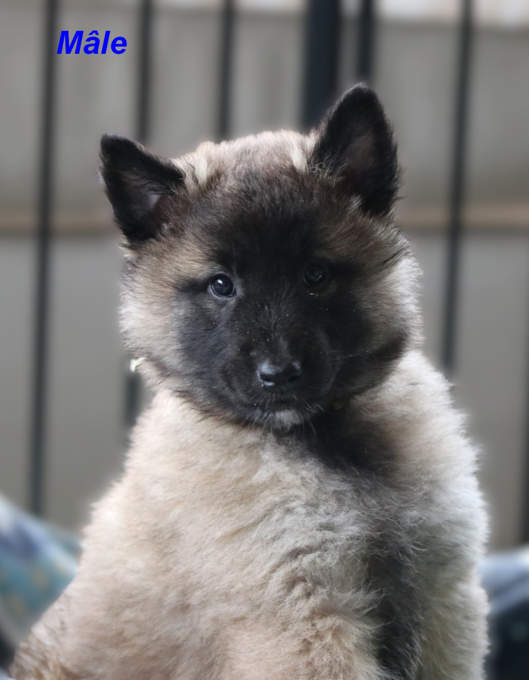 Des Gardiens Des Druides - Chiots disponibles - Berger Belge