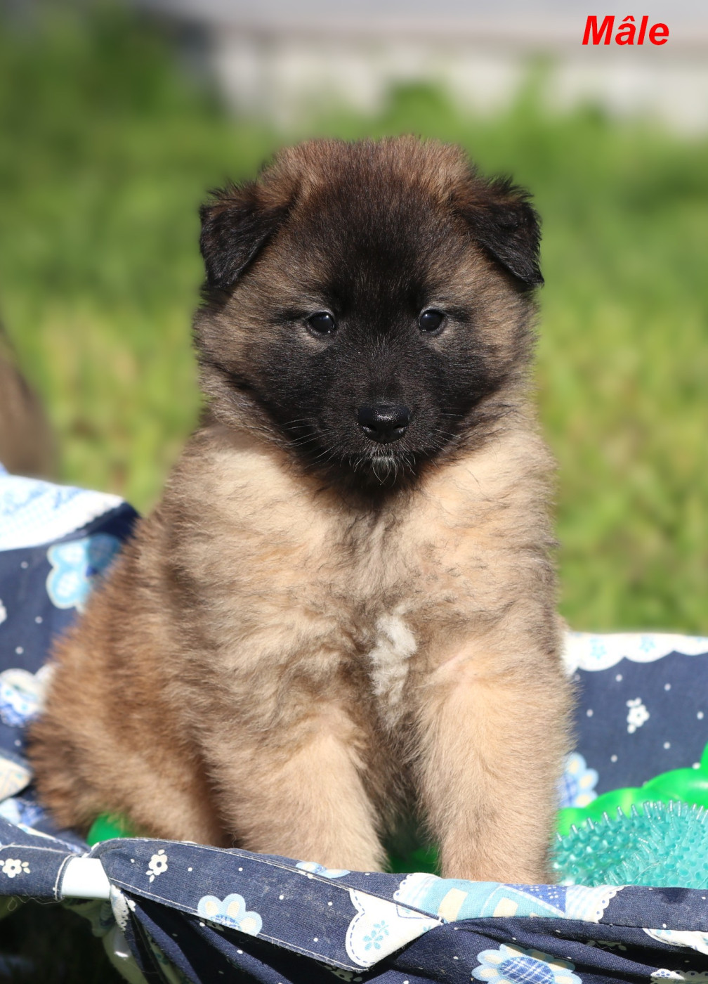 Des Gardiens Des Druides - Chiots disponibles - Berger Belge